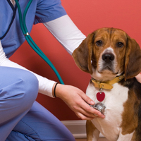 Payment Plans for Veterinary Care